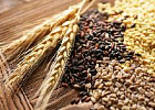 Экспортные пошлины на пшеницу и кукурузу из РФ понизились с 23 ноября