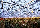 В Подмосковье реализуется инвестпроект строительства тепличного комплекса по выращиванию роз