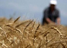В России собрано 155,5 млн тонн зерна в бункерном весе