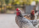 Как отучить курицу расклевывать яйца – птицу убивать не обязательно!