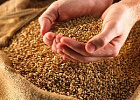 Почему урожай российских зерновых в сезоне-2018 будет ниже?