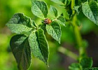 Посадка картофеля с компаньонами против колорадского жука: ботанический план