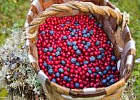 В прошлом году в России собран рекордный урожай плодов и ягод