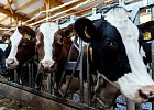 Минсельхоз заявил, что фермы в России с более 1 тыс. коров имеют рентабельность выше 23%