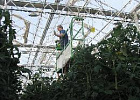 Производство тепличных овощей в 2022 году достигло рекордных 1,6 млн тонн Производство тепличных овощей в 2022 году достигло рекордных 1,6 млн тонн