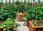 Госдума приняла во втором чтении законопроект о защите прав дачников и садоводов