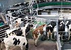  Минсельхоз России: за 6 месяцев текущего года производство молока в хозяйствах всех категорий превысило 15 млн тонн