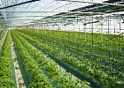 Через пять лет в России ежегодно будет производиться 0,9 млн тонн тепличных овощей
