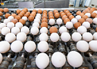 «Сибагро» увеличит производство яиц на 63 %
