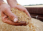 20 млн тонн зерна в рамках госмониторинга обследует Россельхознадзор в 2022 году