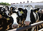 Россия наращивает объемы производства животноводческой продукции