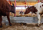С 2025 года система племенных ресурсов станет доступна во всех регионах России С 2025 года система племенных ресурсов станет доступна во всех регионах России
