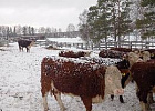 Томские сельхозтоваропроизводители могут получить субсидию на содержание коров мясных пород