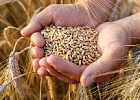 Экспортные цены на российскую пшеницу упали до уровня прошлого года