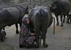 Индия стала крупнейшим производителем молока в мире