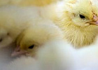 Производство мяса птицы в сельхозорганизациях за 4 месяца увеличилось на 4,3%