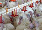 В Воронежской области открыли племрепродуктор индейки В Воронежской области открыли племрепродуктор индейки
