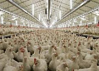 Производители птицеводческой продукции не ожидают дефицита и перебоев поставок Производители птицеводческой продукции не ожидают дефицита и перебоев поставок