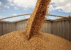 Экспорт российского зерна превысит 11 млрд долларов в 2024 году 
