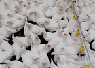 В Московской области открыт новый репродуктор яичных пород птицы для импортозамещения племенного материала