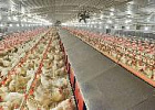 Селекционеры РФ создали самую плодовитую породу кур