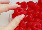 До 11 тонн ягод планируют собирать на семейной ферме в Ярославской области