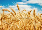 Остатки пшеницы в РФ в конце 2019/20 сельхозгода будут минимальными за последние 5 лет 