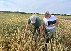 Сельхозпредприятие «Сибирское зерно» готовится к уборке озимой пшеницы