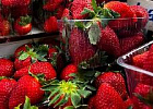 Новый мультиягодный кластер создается в Ставропольском крае Новый мультиягодный кластер создается в Ставропольском крае