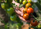 AgroXXI приглашает всех принять участие в фотоконкурсе «Покажи свой огород!»