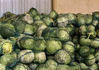 Овощеводческие хозяйства завершили уборку урожая