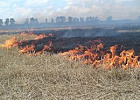 Россельхознадзор напоминает томским хозяйствам о запрете сжигания стерни на землях сельхозназначения Россельхознадзор напоминает томским хозяйствам о запрете сжигания стерни на землях сельхозназначения