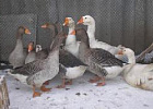 Одобрена новая порода гусей «Уральские серые»