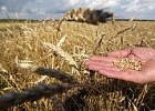 Сибирский НИИ сельского хозяйства и торфа принимает заявки на производство элитных семян под урожай 2019 года Сибирский НИИ сельского хозяйства и торфа принимает заявки на производство элитных семян под урожай 2019 года