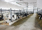 За пять лет в России построено и модернизировано более 1,2 тыс. молочных ферм