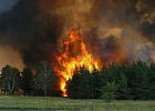 Губернатор ввел особый противопожарный режим в лесах области Губернатор ввел особый противопожарный режим в лесах области