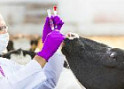 Новая ветеринарная клиника строится в Кабардино-Балкарии Новая ветеринарная клиника строится в Кабардино-Балкарии