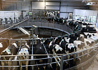 Животноводческий комплекс «Большедорохово» ставит молочные рекорды