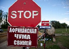 В Сибири обострилась ситуация с африканской чумой свиней 