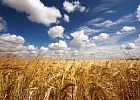 Урожай зерна в 2018 году может быть меньше нынешнего