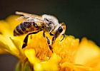Россельхознадзор напоминает аграриям о необходимости информирования пчеловодов о предстоящих обработках сельхозугодий пестицидами